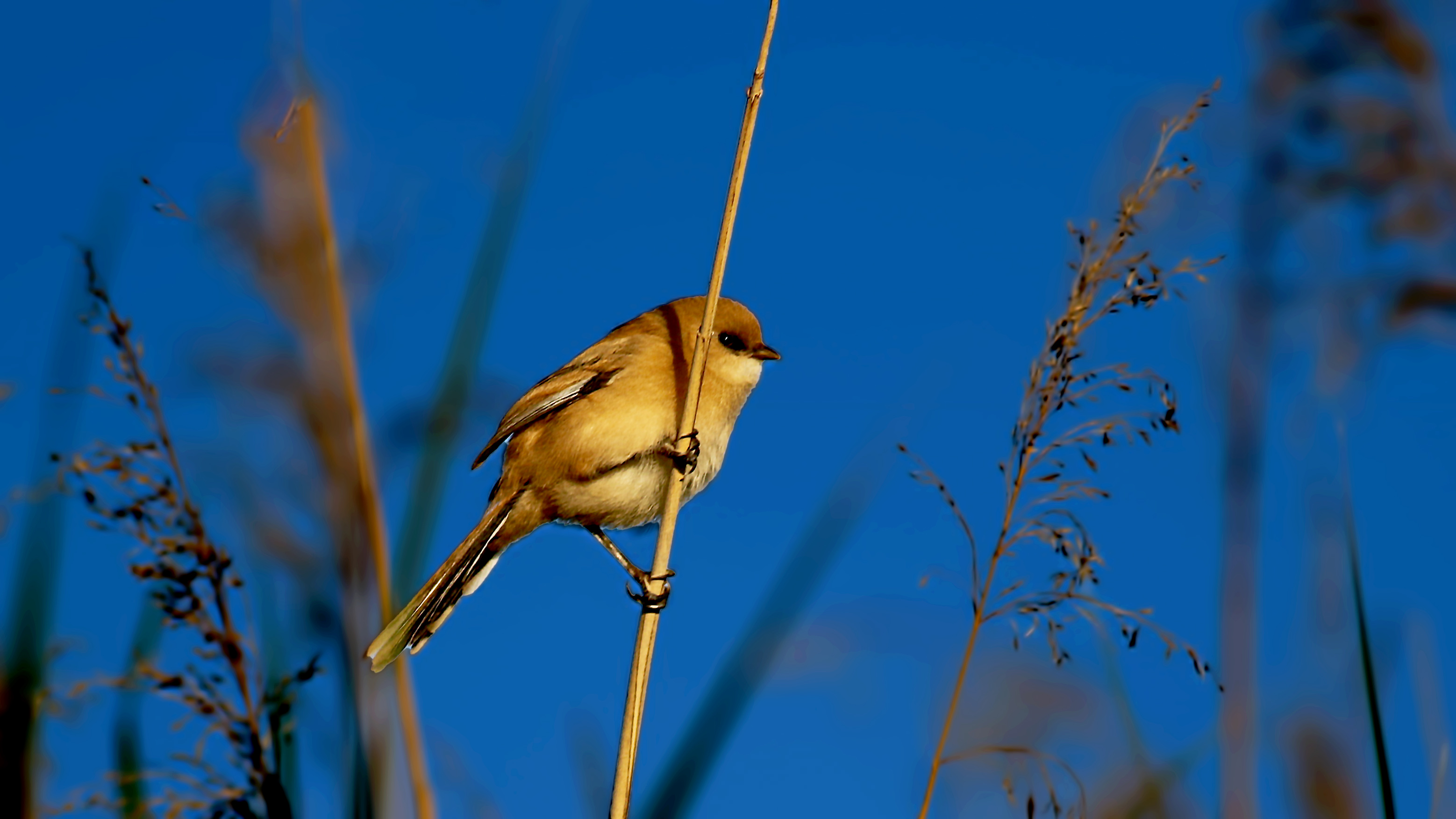 Bearded Reedling